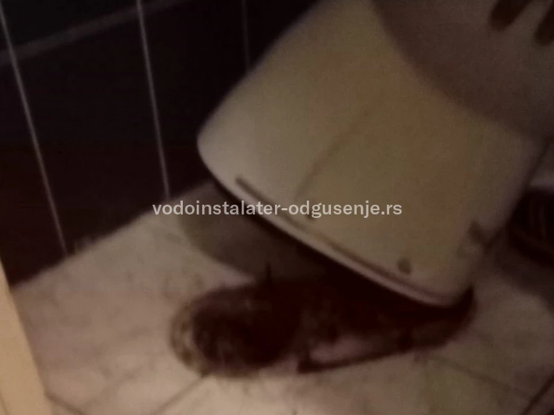 ODGUŠENJE KANALIZACIJE BANOVO BRDO 5 1